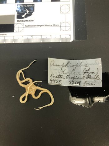 Media type: image; Invertebrate Zoology OPH-4455   Description: preserved specimen;